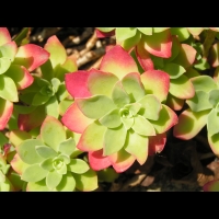 Sedum Compressum (fam. Crassulacees) (4)